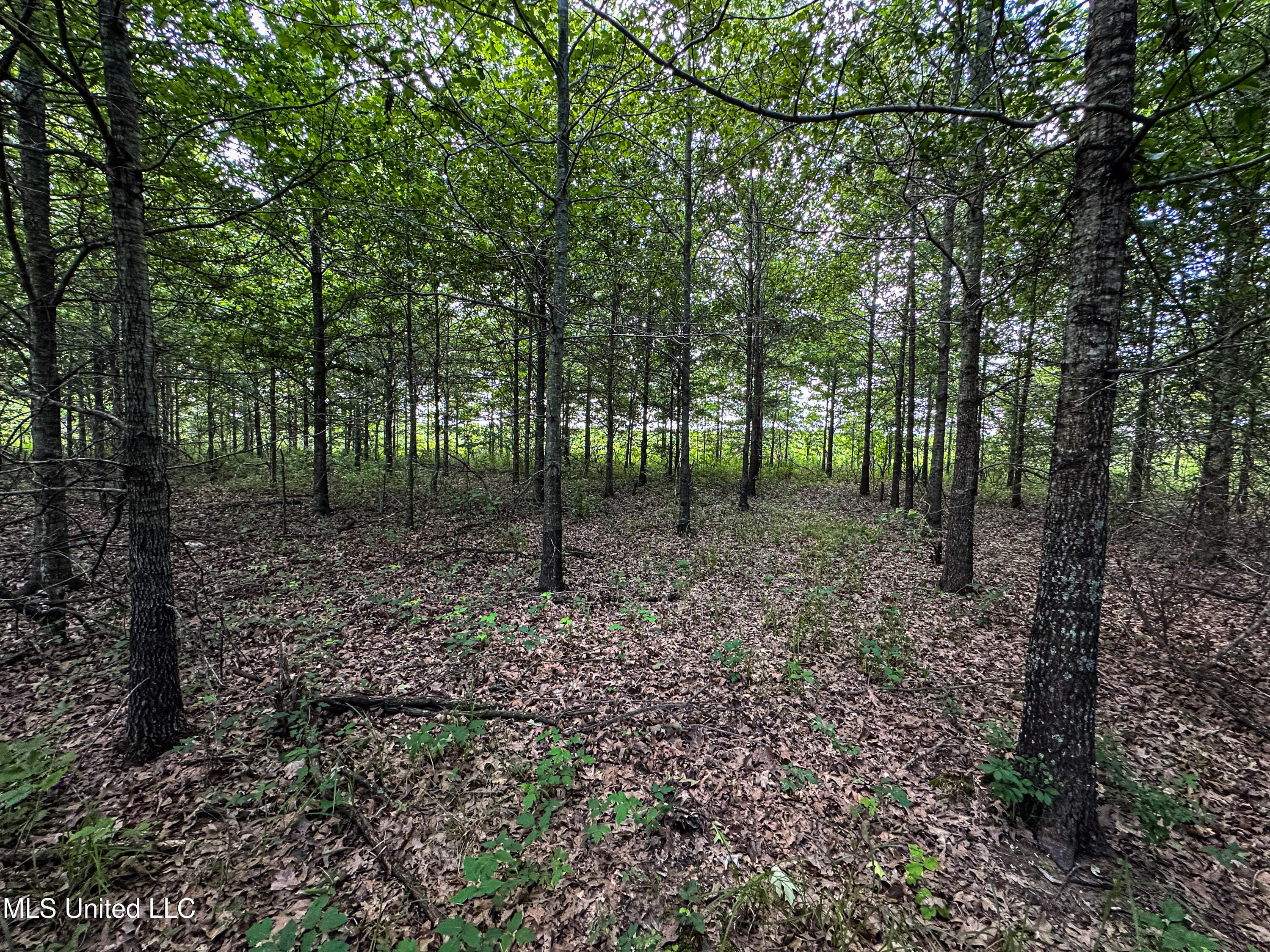 85 Barrack Road Yazoo City, MS 39194 - Photo 42 of 101 IMG_4689