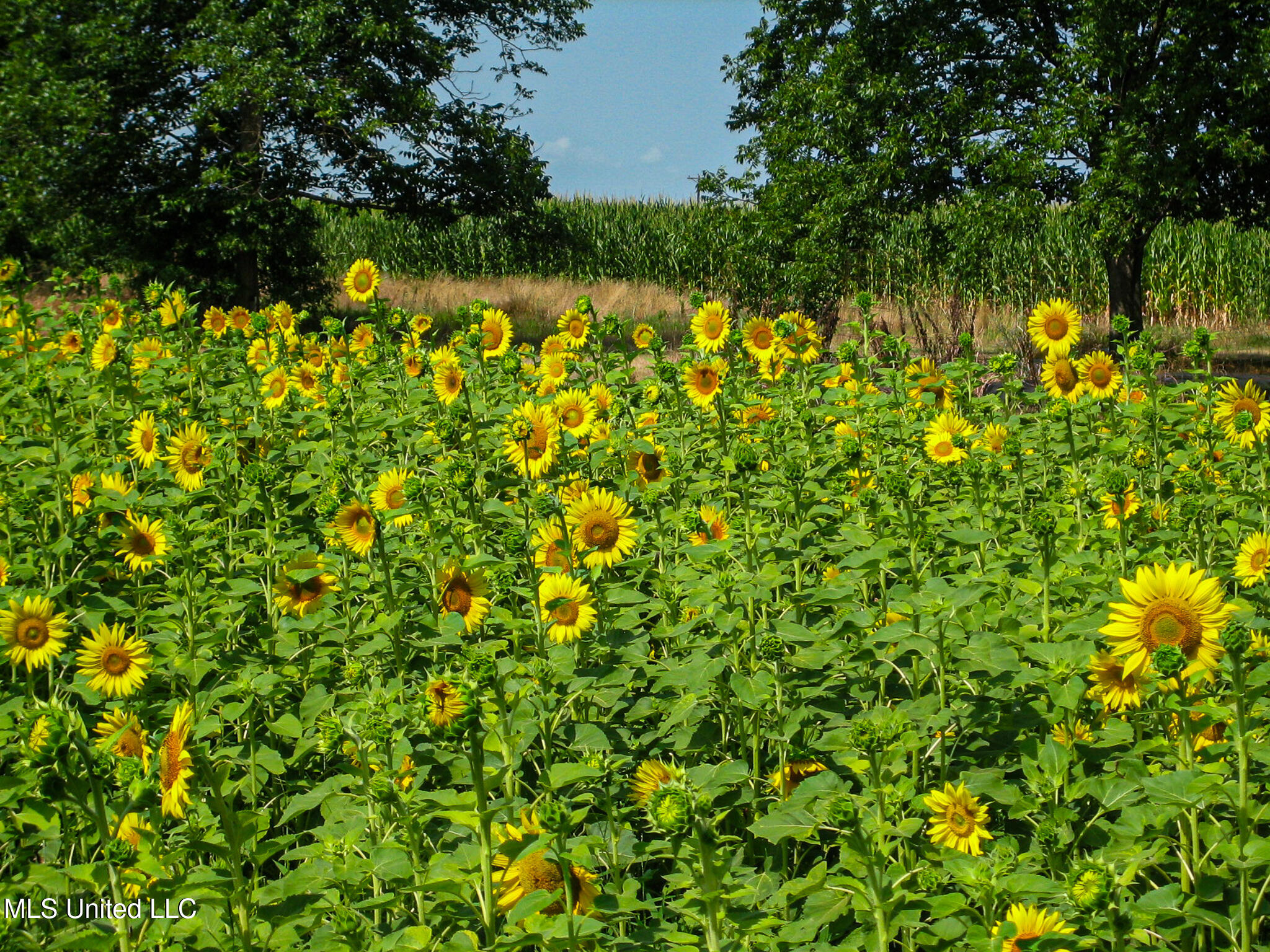 85 Barrack Road Yazoo City, MS 39194 - Photo 7 of 101 IMG_0315