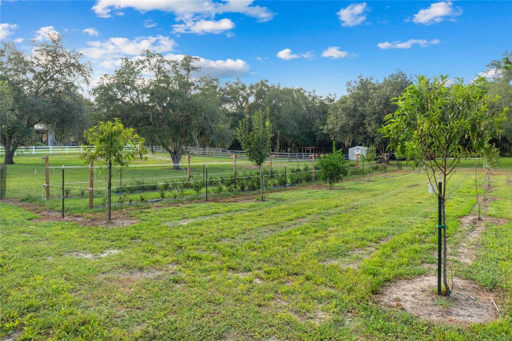21679 Southwest 106th Lane Road Dunnellon, FL 34431 - Photo 59 of 88 a view of a park with large trees