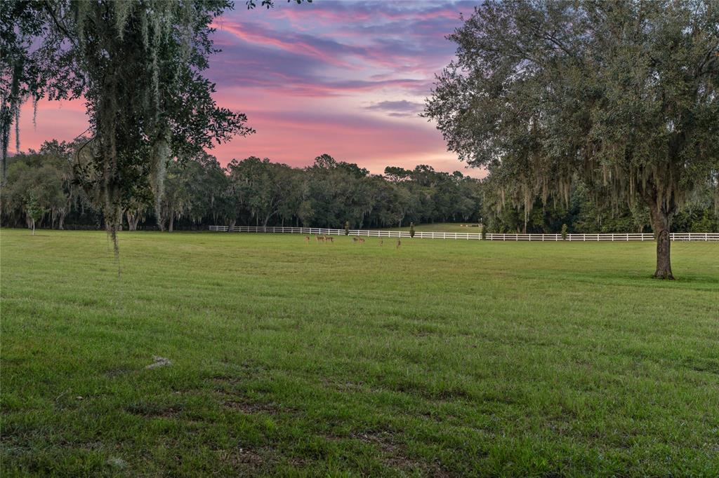 21679 Southwest 106th Lane Road Dunnellon, FL 34431 - Photo 61 of 88 a view of outdoor space with trees all around
