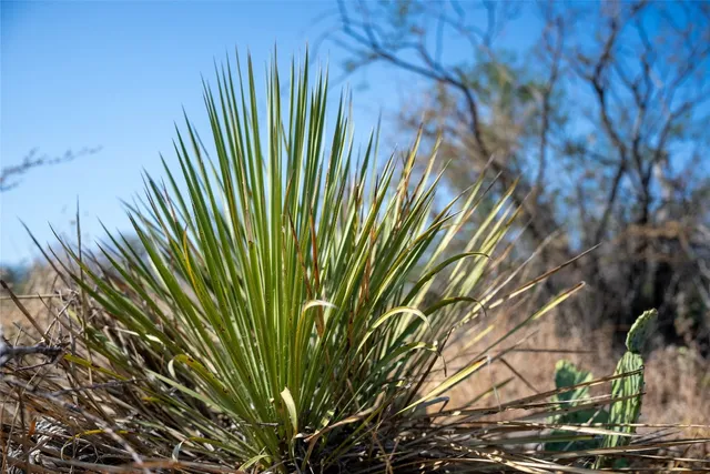 a view of a backyard with plants and large trees