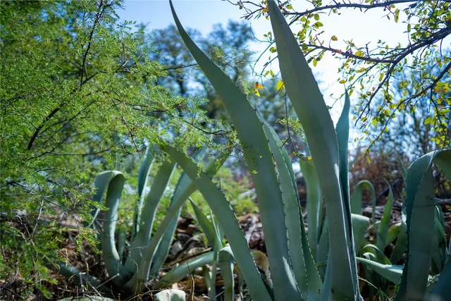 a close up of a plant in a garden