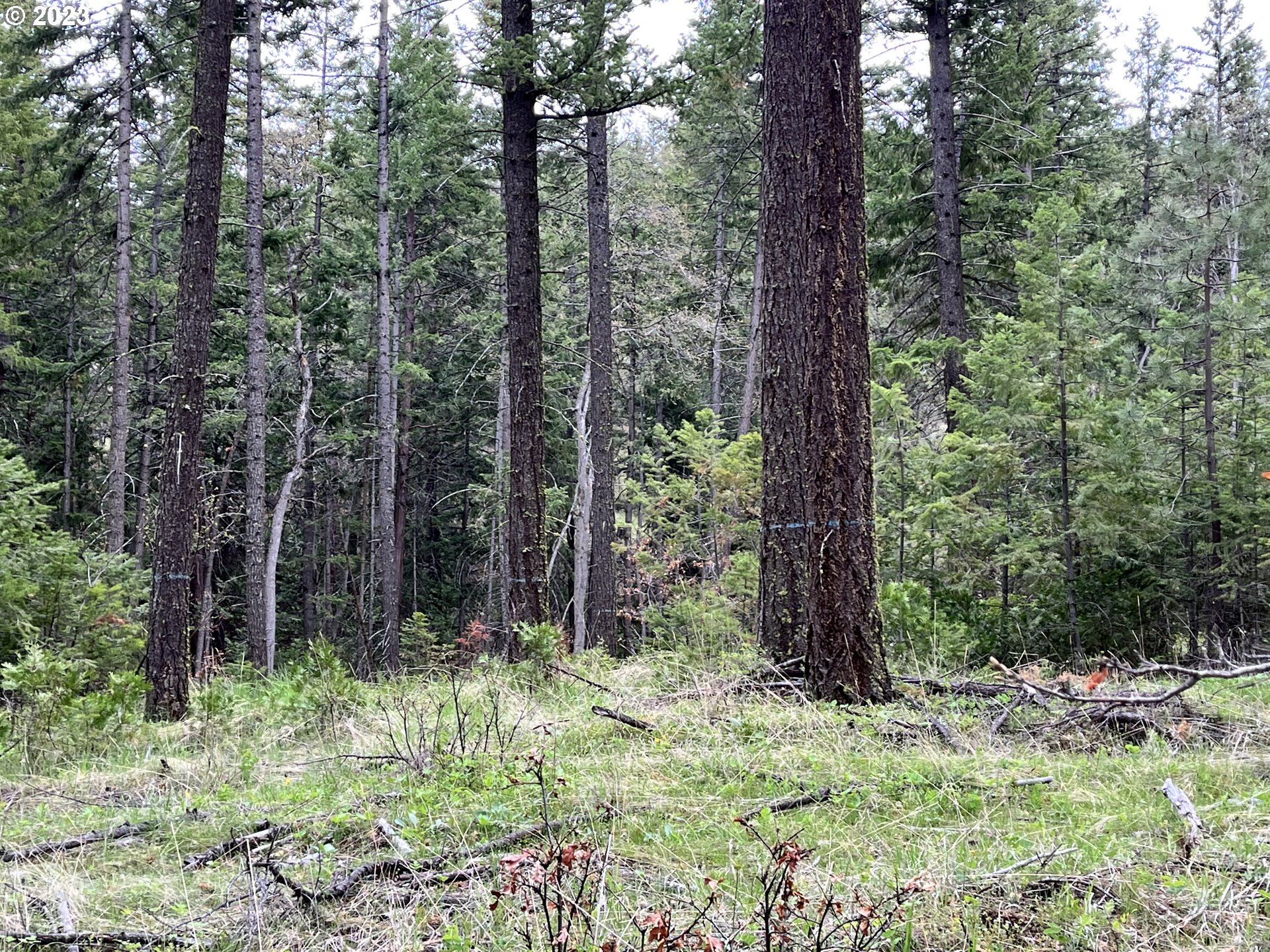Oak Springs Road Maupin, OR 97037 - Photo 3 of 16 Gallery Image 3