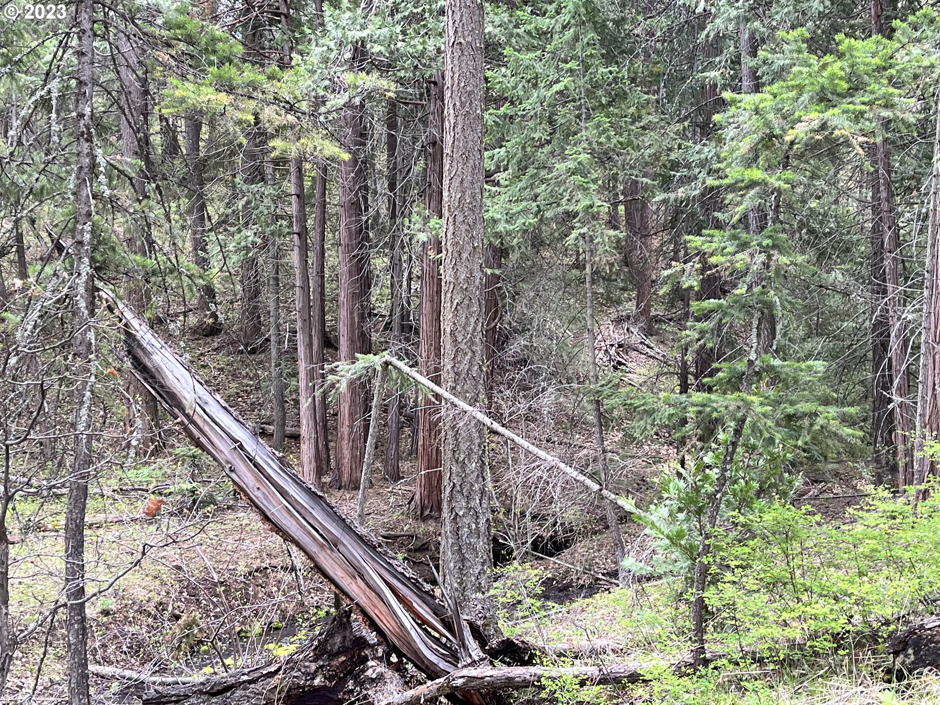 Oak Springs Road Maupin, OR 97037 - Photo 8 of 16 Gallery Image 8