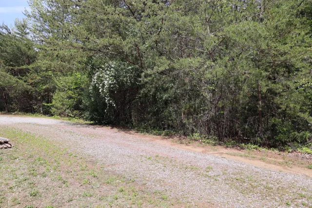 a view of a yard with a tree