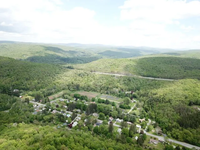 a view of lush green trees