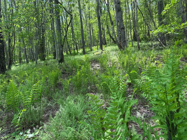a view of a lush green space