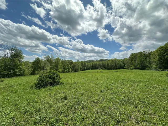 a view of a big yard with plants and large trees