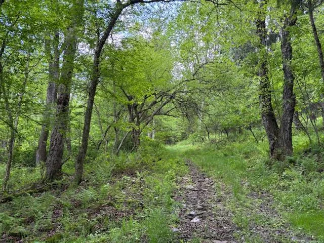 a view of a lush green forest