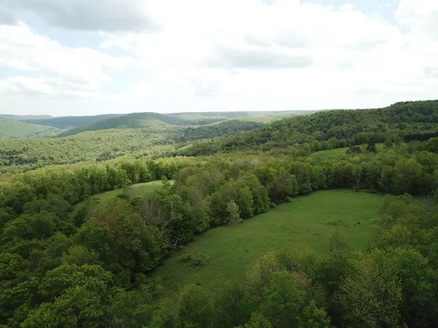 a view of a lush green forest with lots of trees