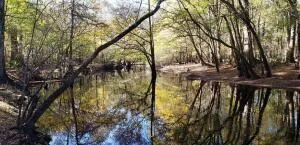 $3,100,000 | 0 Sandy Pines Lane, Dorchester, SC 29437