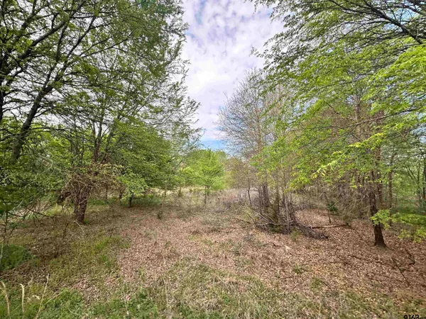 a view of a forest with trees in the background