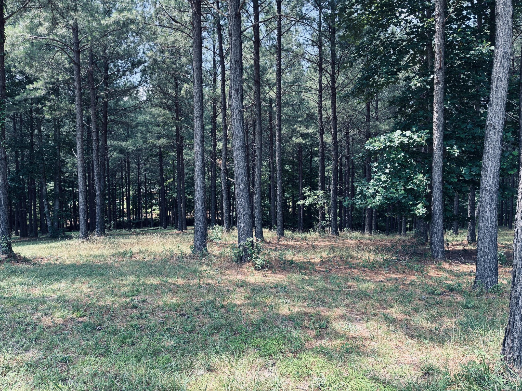 1711 Raulston Fls Road Jasper, TN 37347 - Photo 4 of 40