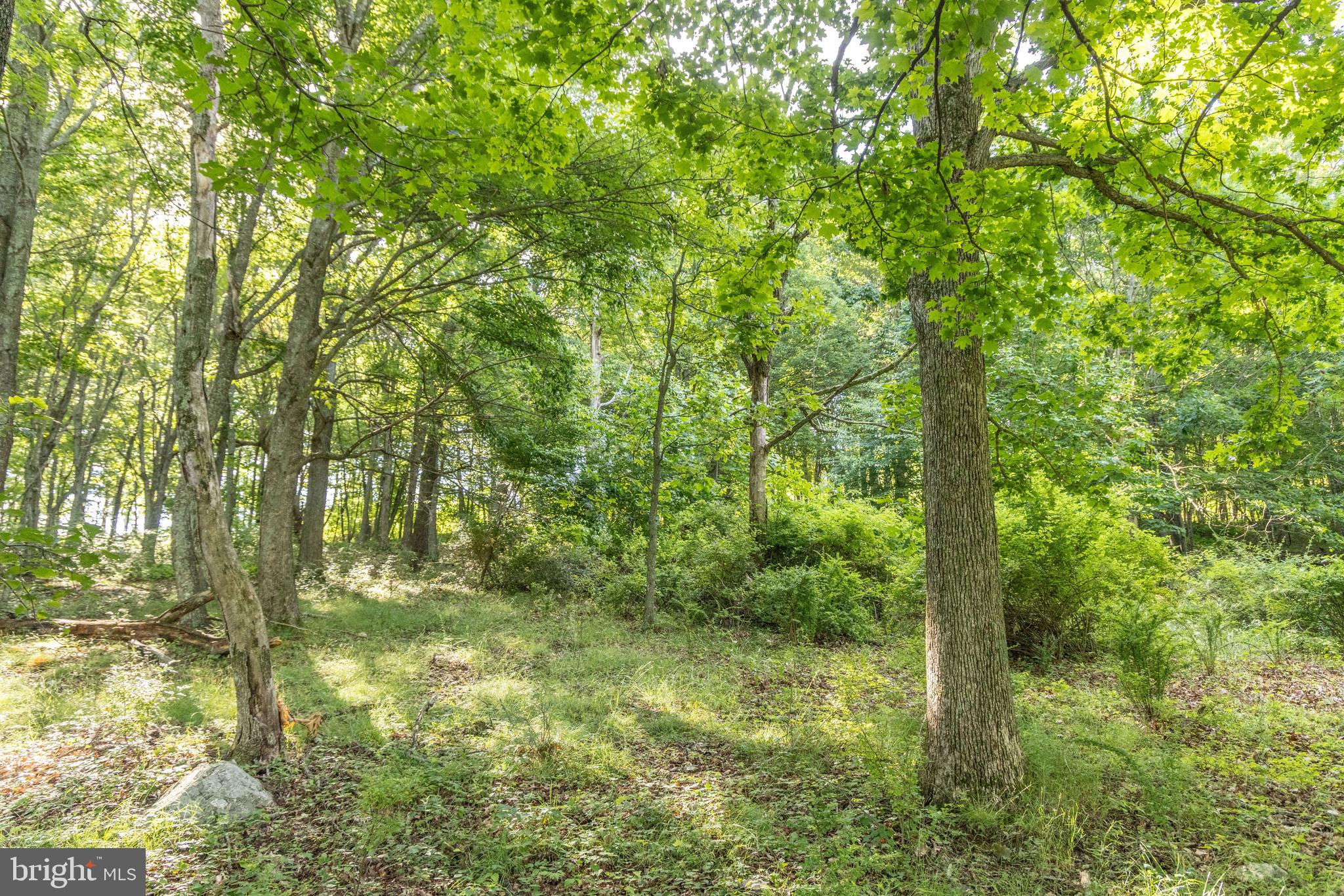 0 Spring Valley Road Gap Mills, WV 24941 - Photo 26 of 76 a view of outdoor space and trees