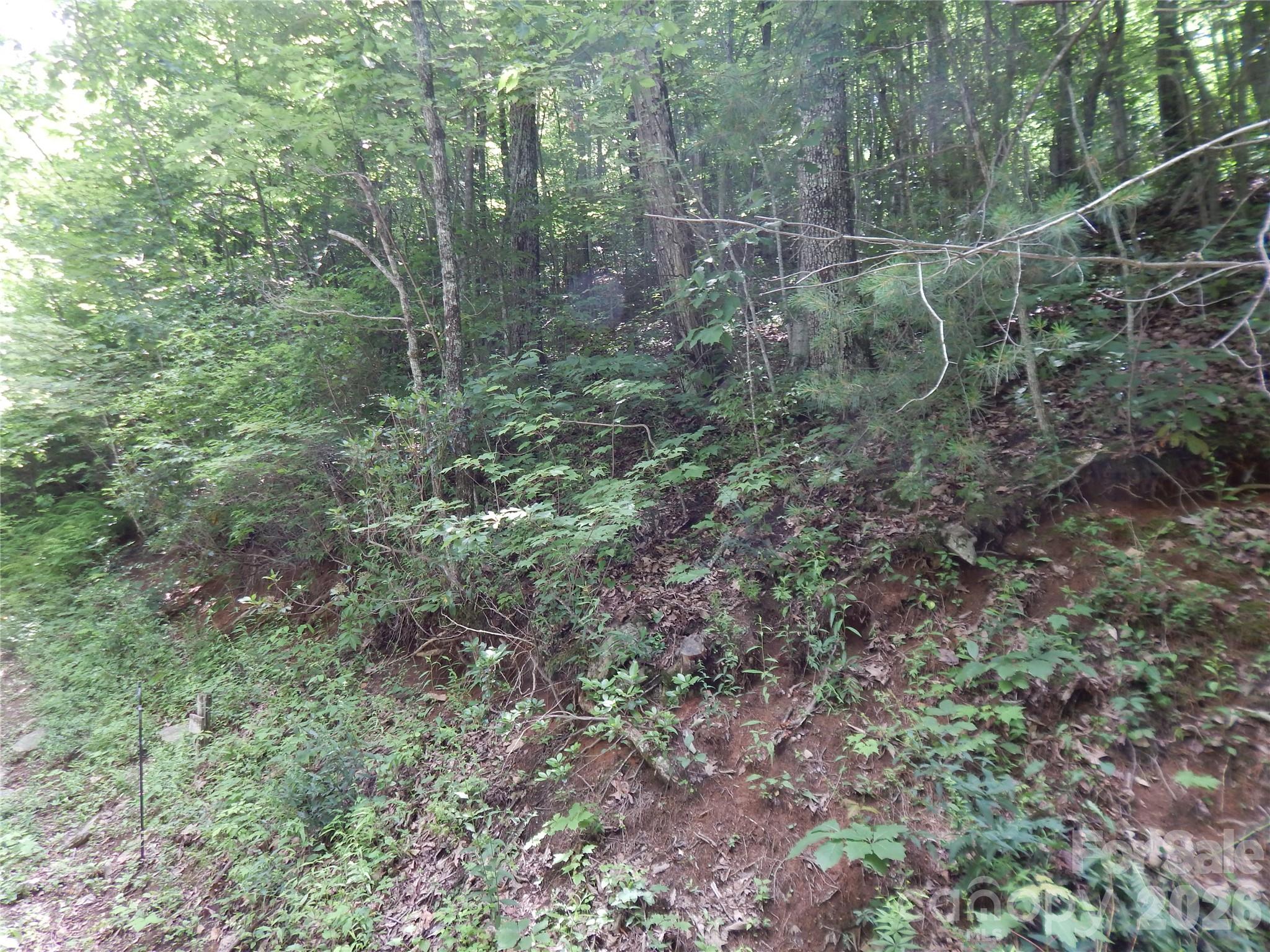 0 Hoot Owl Bill Road Maggie Valley, NC 28751 - Photo 37 of 37 a view of a forest filled with trees