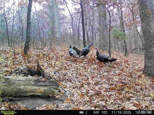 $1 | 0 County Road 132, Bowling Green, MO 63334