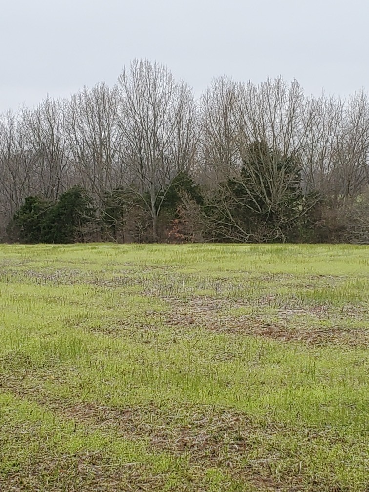 0 Jimmy Suttle Road Bethpage, TN 37022 - Photo 2 of 4 Gallery Image 2