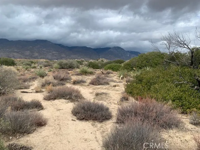 a view of a dry yard with lots of bushes