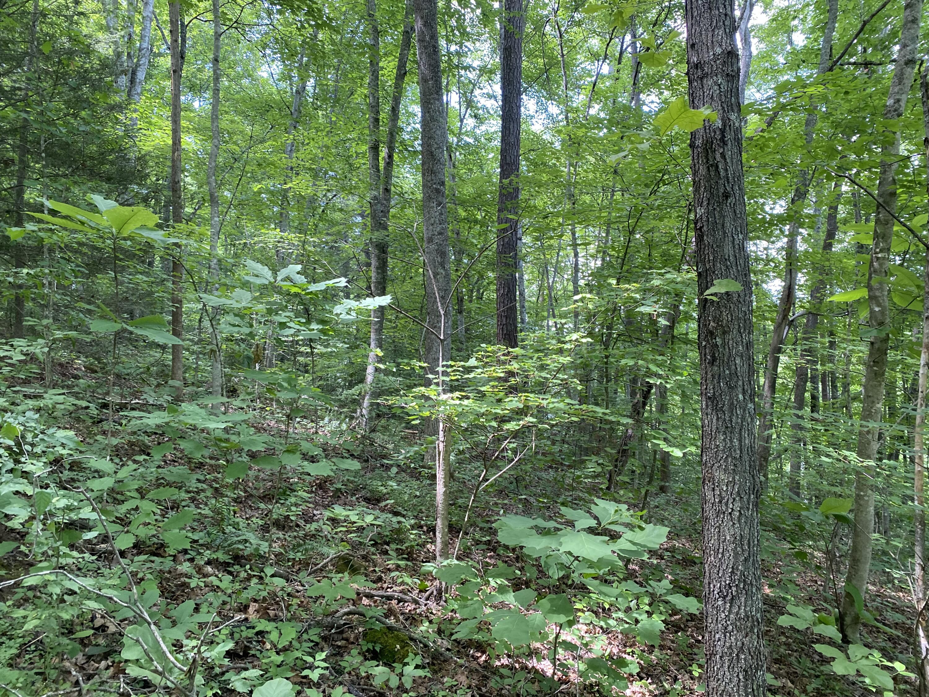 3360 Chaney Ridge Road London, KY 40741 - Photo 17 of 34 E8DDA44D-A3B0-4D82-875B-B59B5C669394
