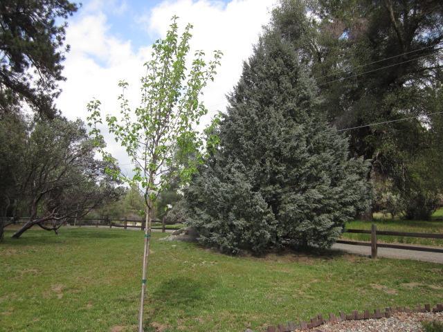 39508 Pine Ridge Road Oakhurst, CA 93644 - Photo 5 of 27 Gallery Image 5