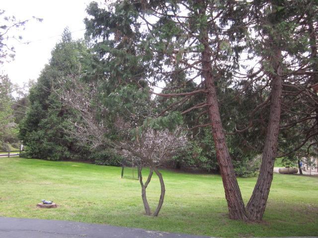 39508 Pine Ridge Road Oakhurst, CA 93644 - Photo 6 of 27 Gallery Image 6