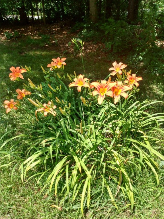 369 Holly Road South Kingstown, RI 02879 - Photo 9 of 14 Lilies in bloom!