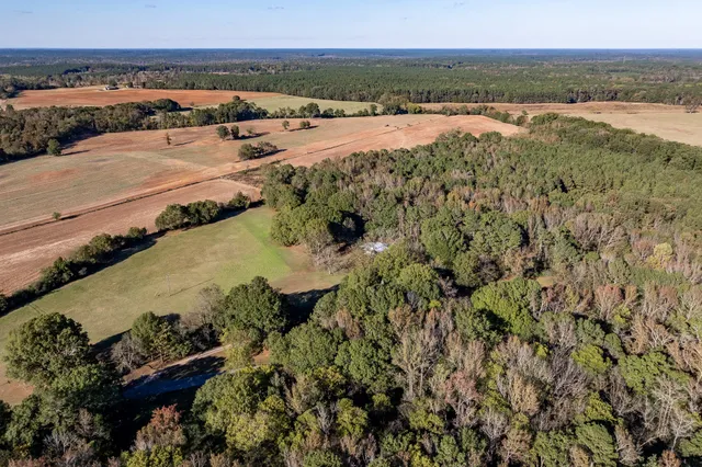 a view of a yard with plants and trees
