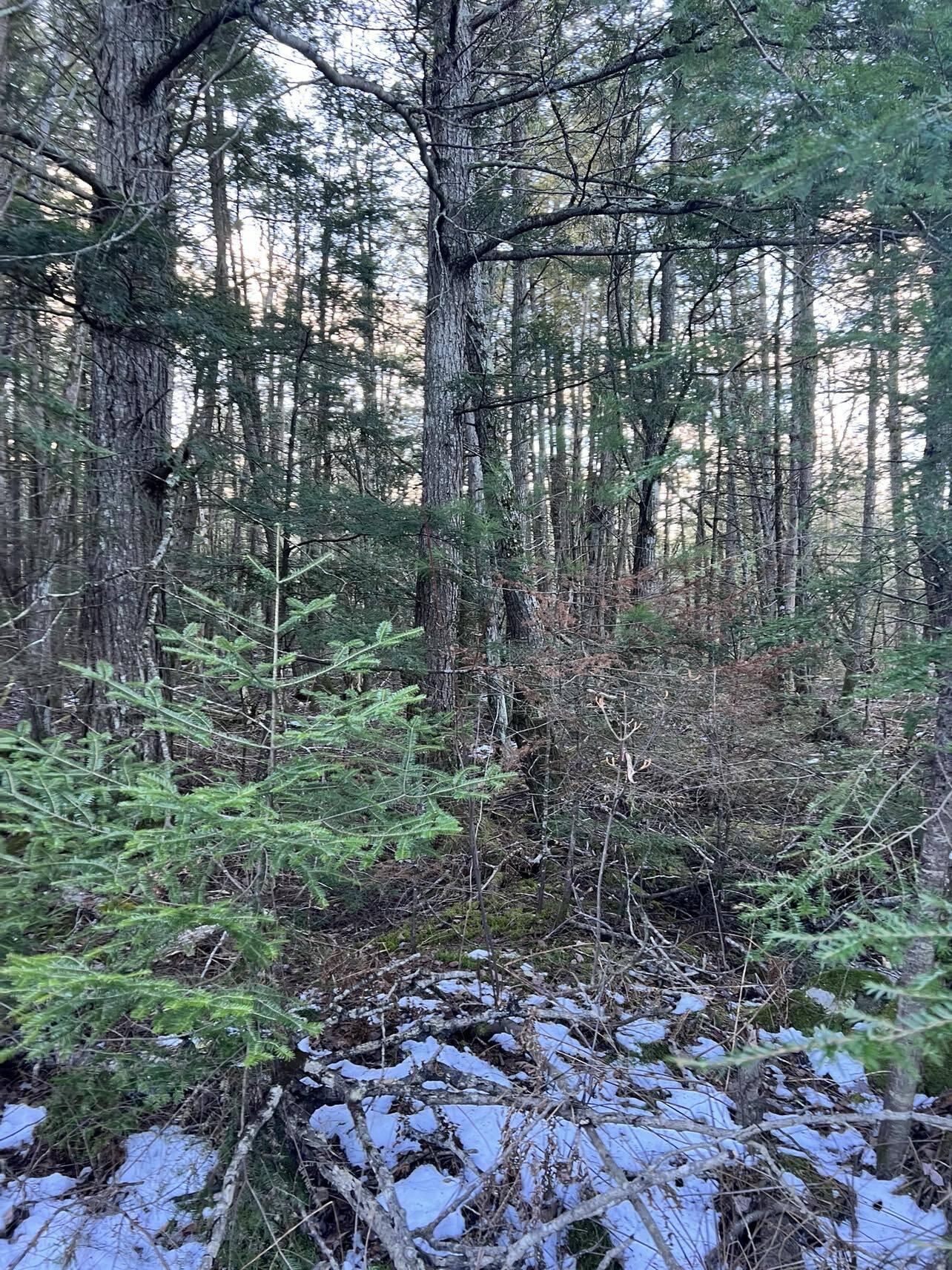 M10-l23 Line Road Corinna, ME 04928 - Photo 2 of 3 land view2