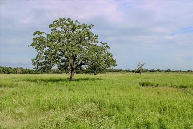 a view of a park with large trees