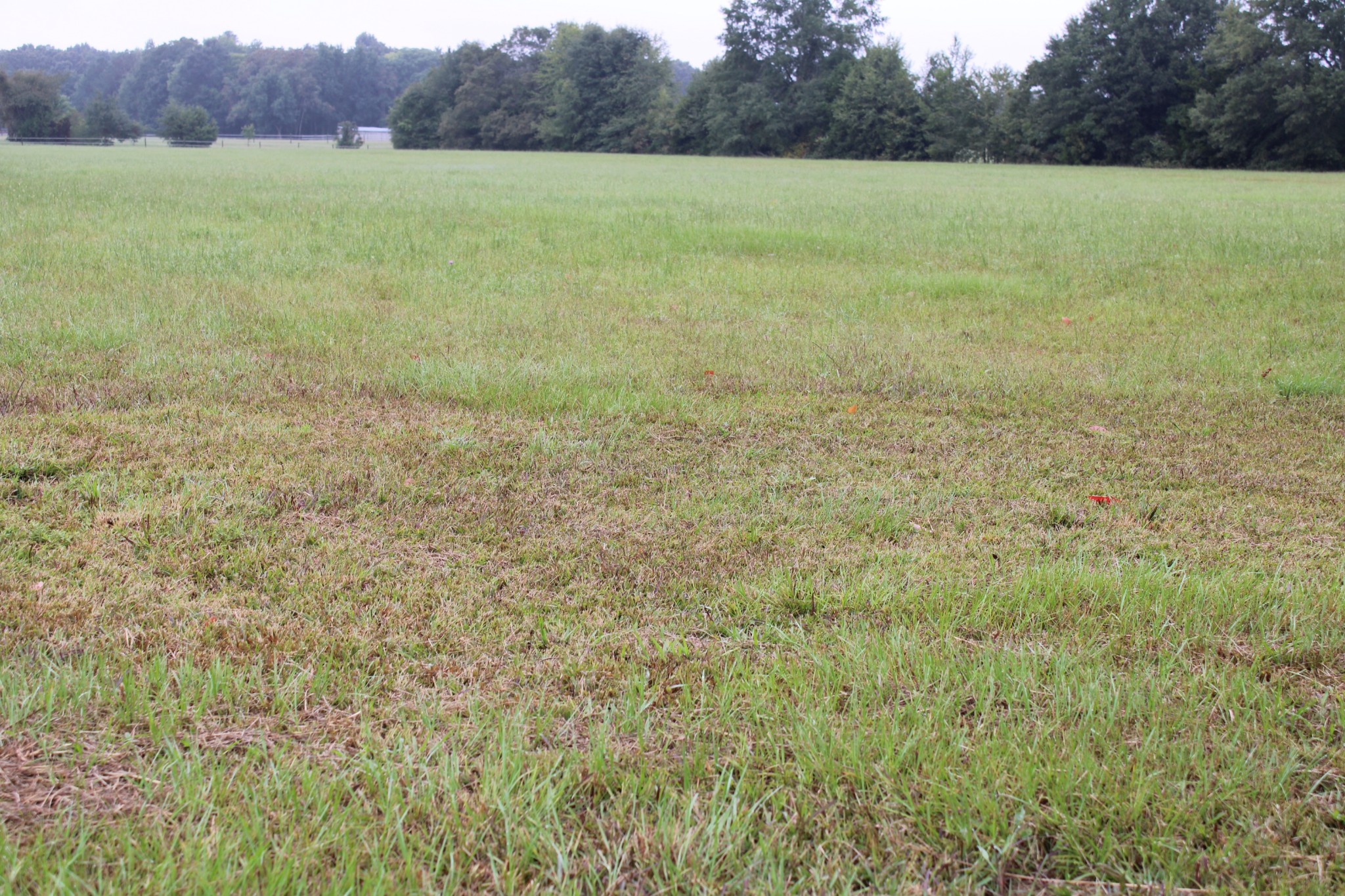 0 State Line Road Ardmore, TN 35739 - Photo 4 of 10 a view of a field with an trees