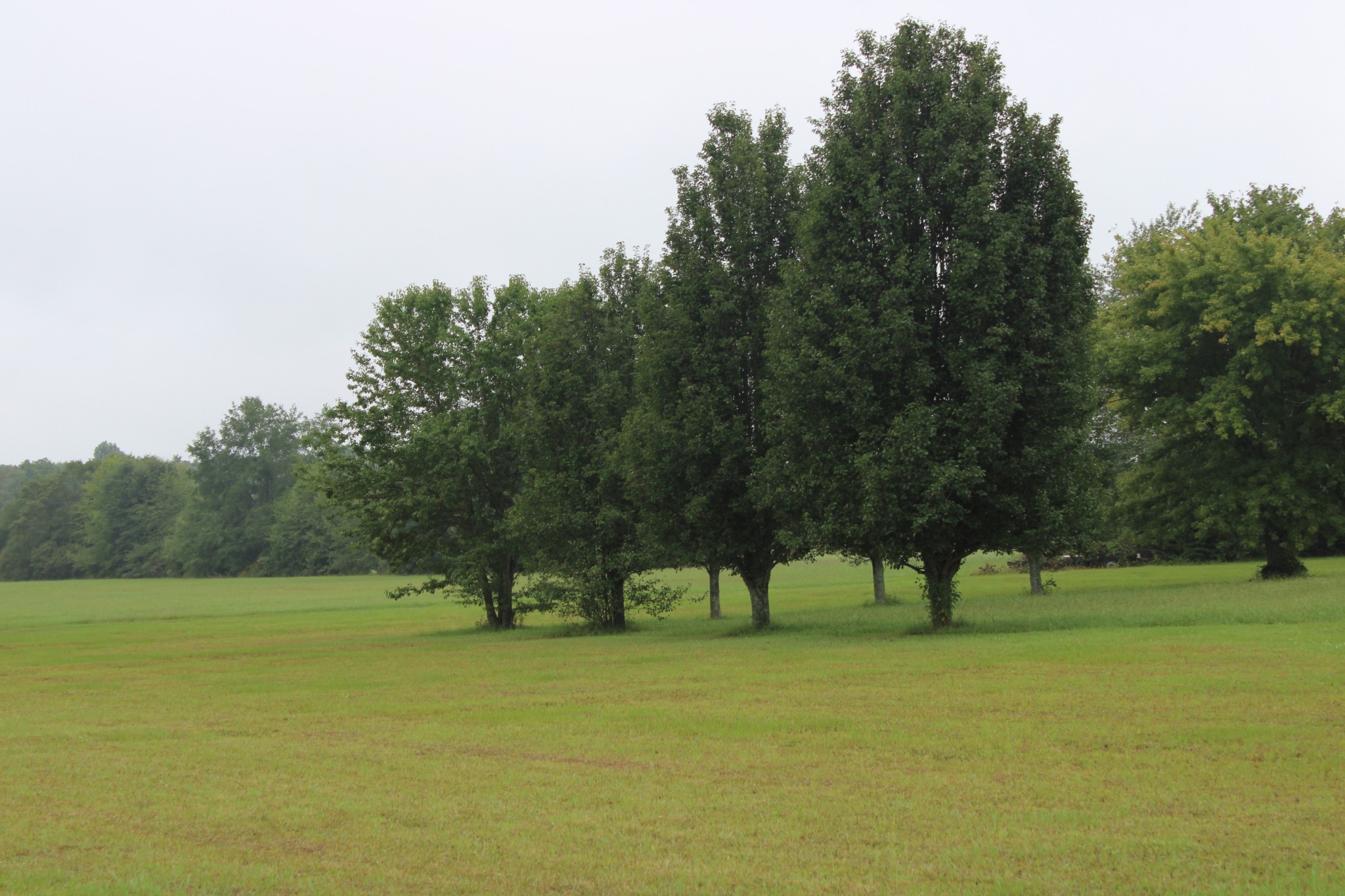 0 State Line Road Ardmore, TN 35739 - Photo 7 of 10 a view of three trees