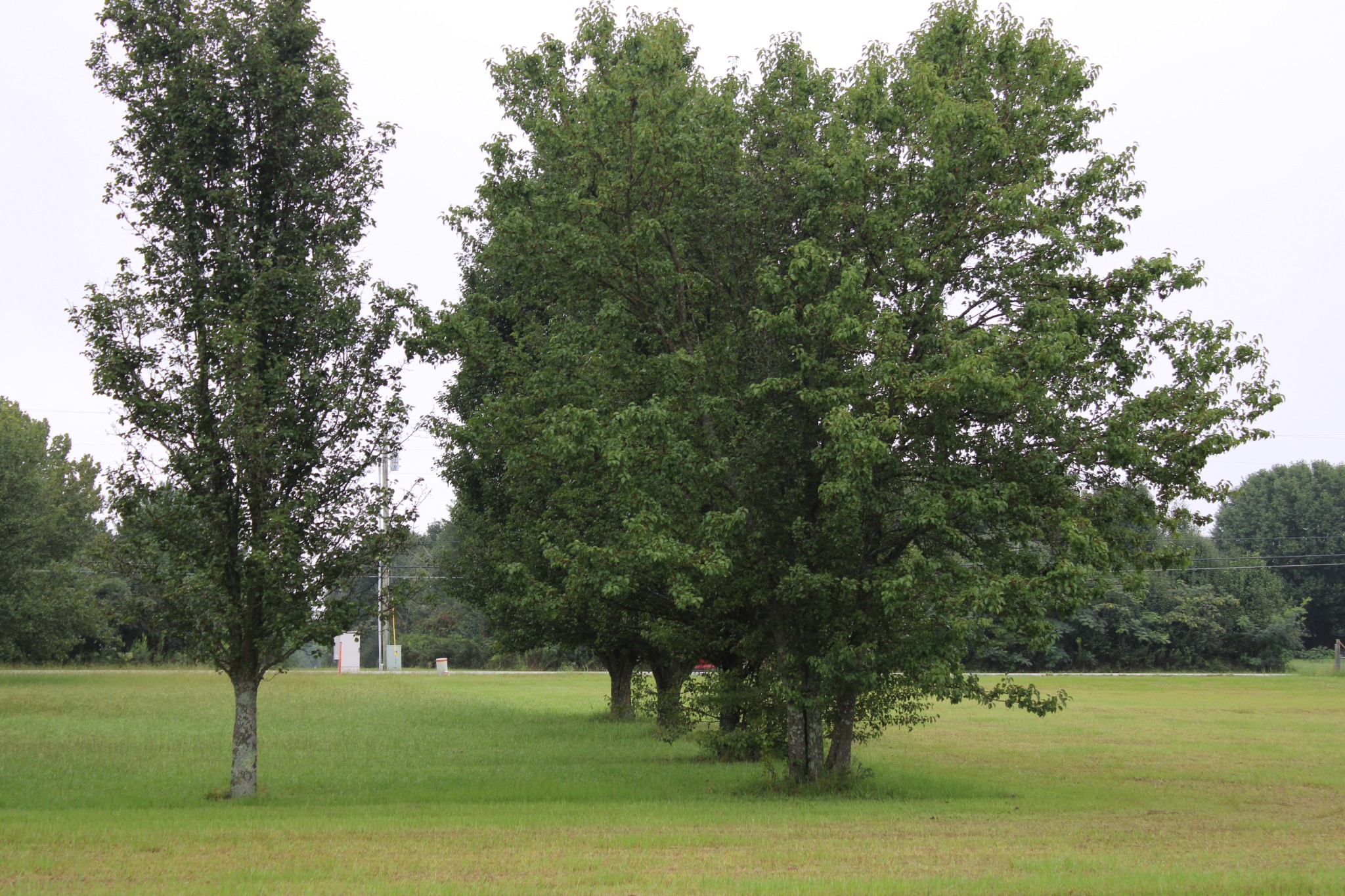 0 State Line Road Ardmore, TN 35739 - Photo 9 of 10 a view of a field with a tree