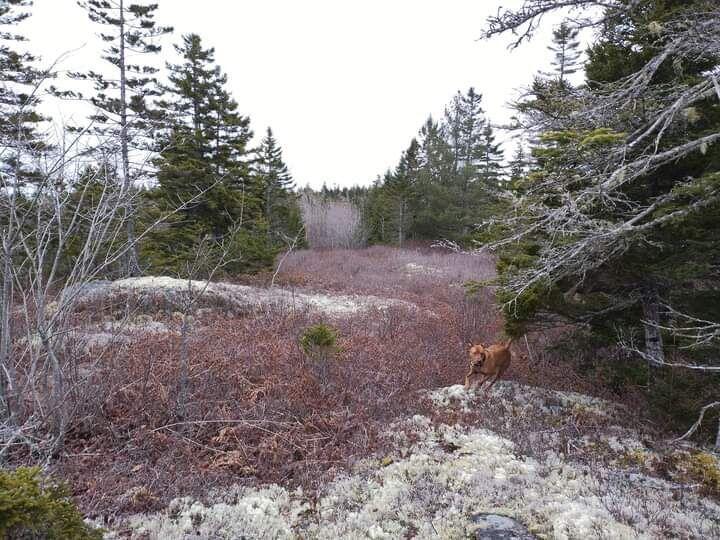 145 Dyer Bay Wood Road Steuben, ME 04680 - Photo 6 of 24 7725616258012827657