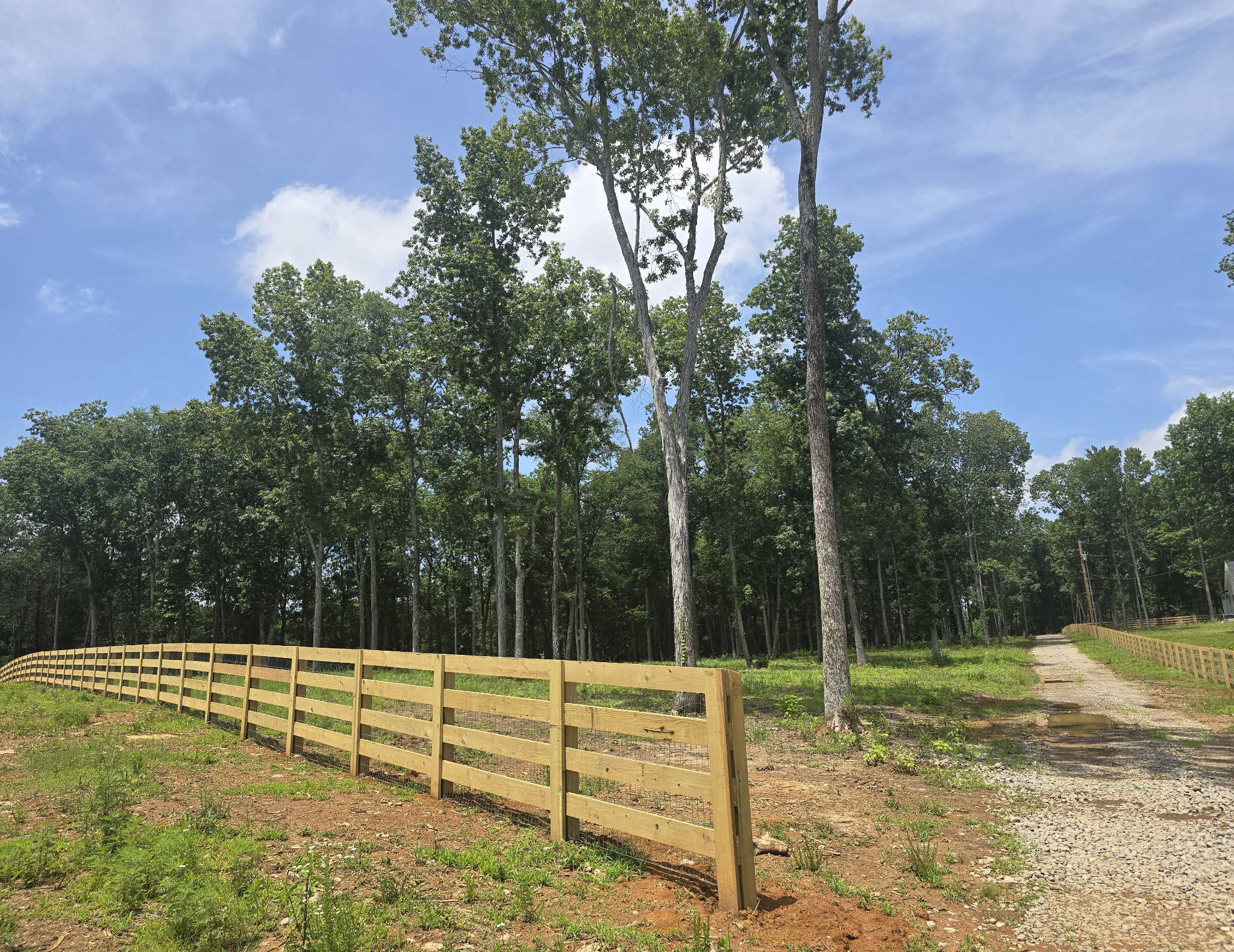 a view of a backyard with large trees