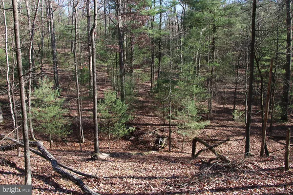 a view of a forest with a bench and trees