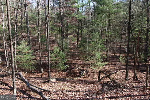 a view of a forest with a bench and trees