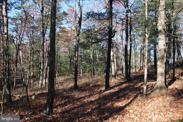 a view of a forest with trees in the background