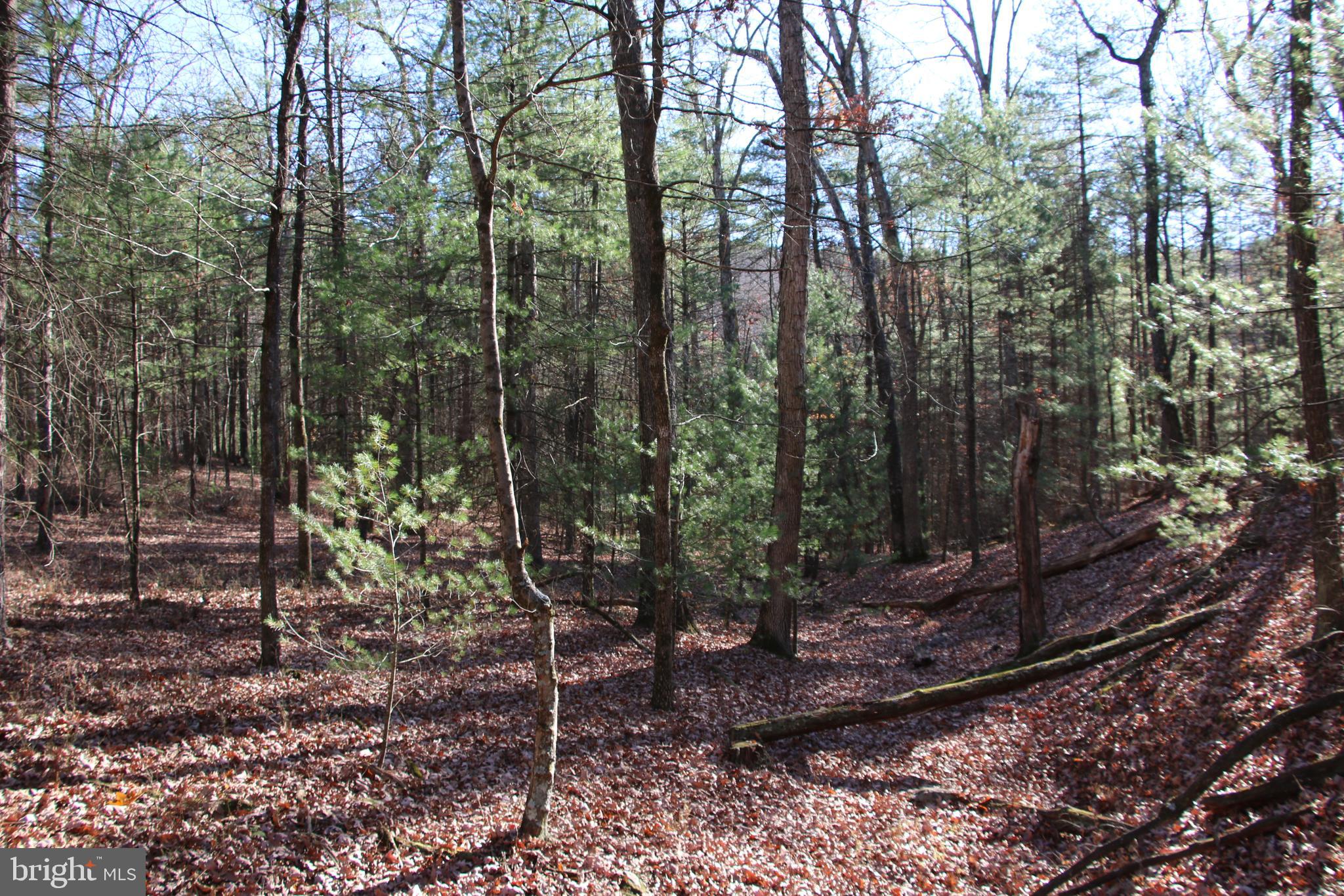 Rolly Rd Mount Mount Jackson, VA 22842 - Photo 13 of 24 Gallery Image 13