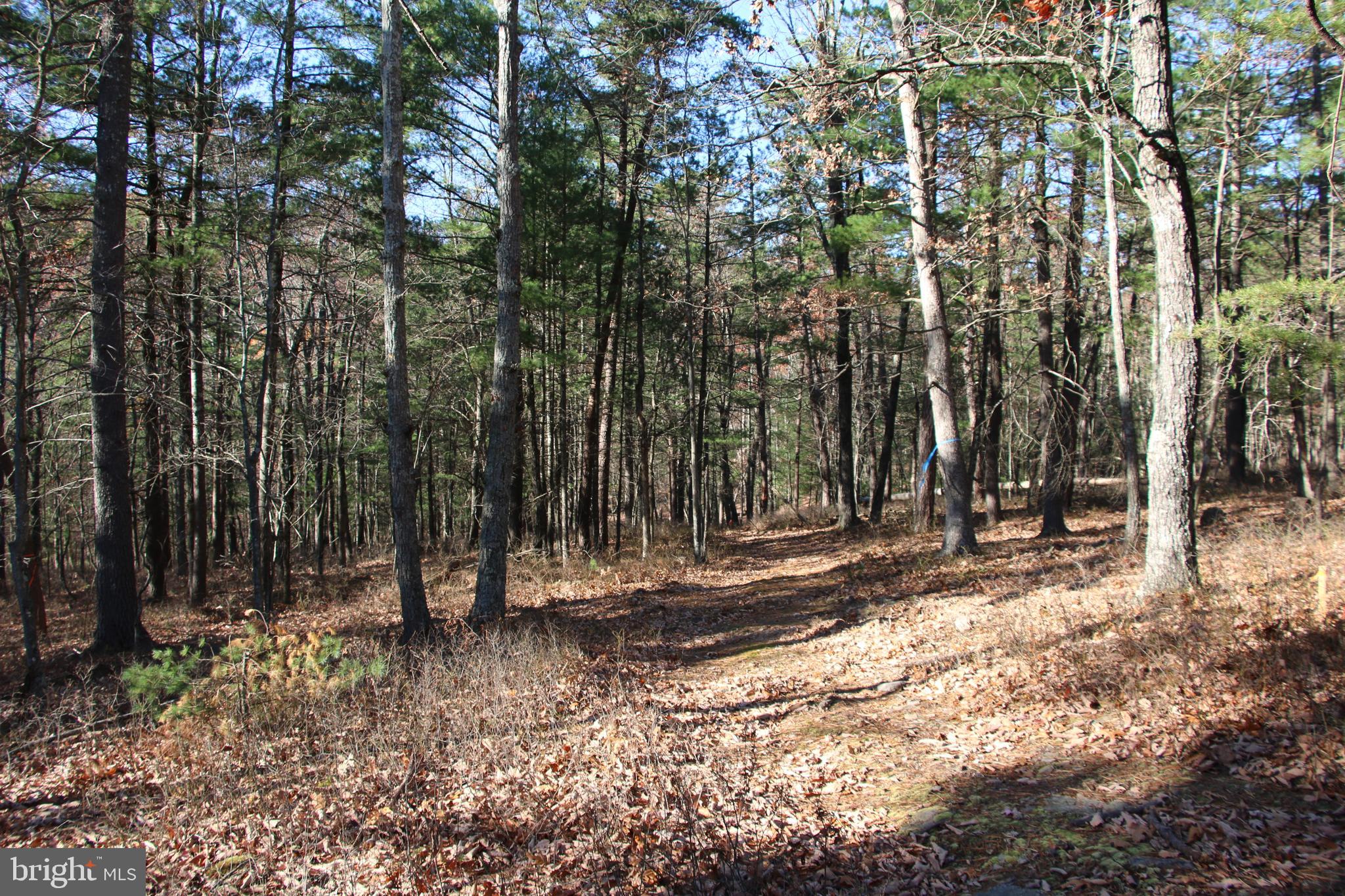 Rolly Rd Mount Mount Jackson, VA 22842 - Photo 14 of 24 Gallery Image 14