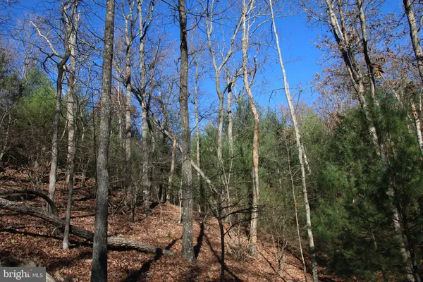 a view of a forest