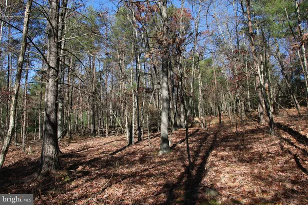 a view of a forest with trees
