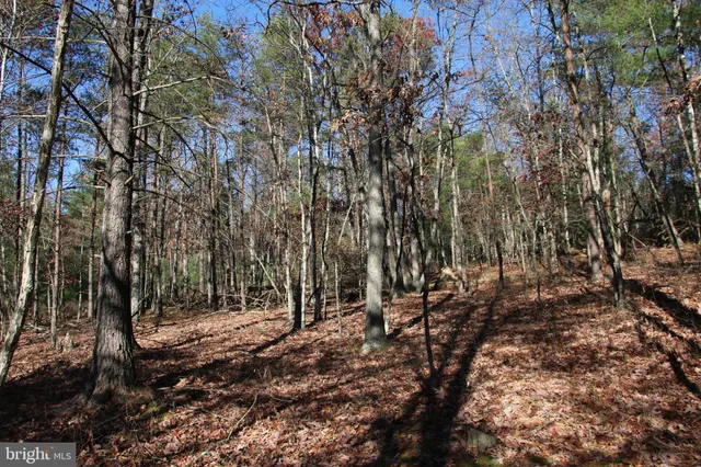 a view of a forest with trees
