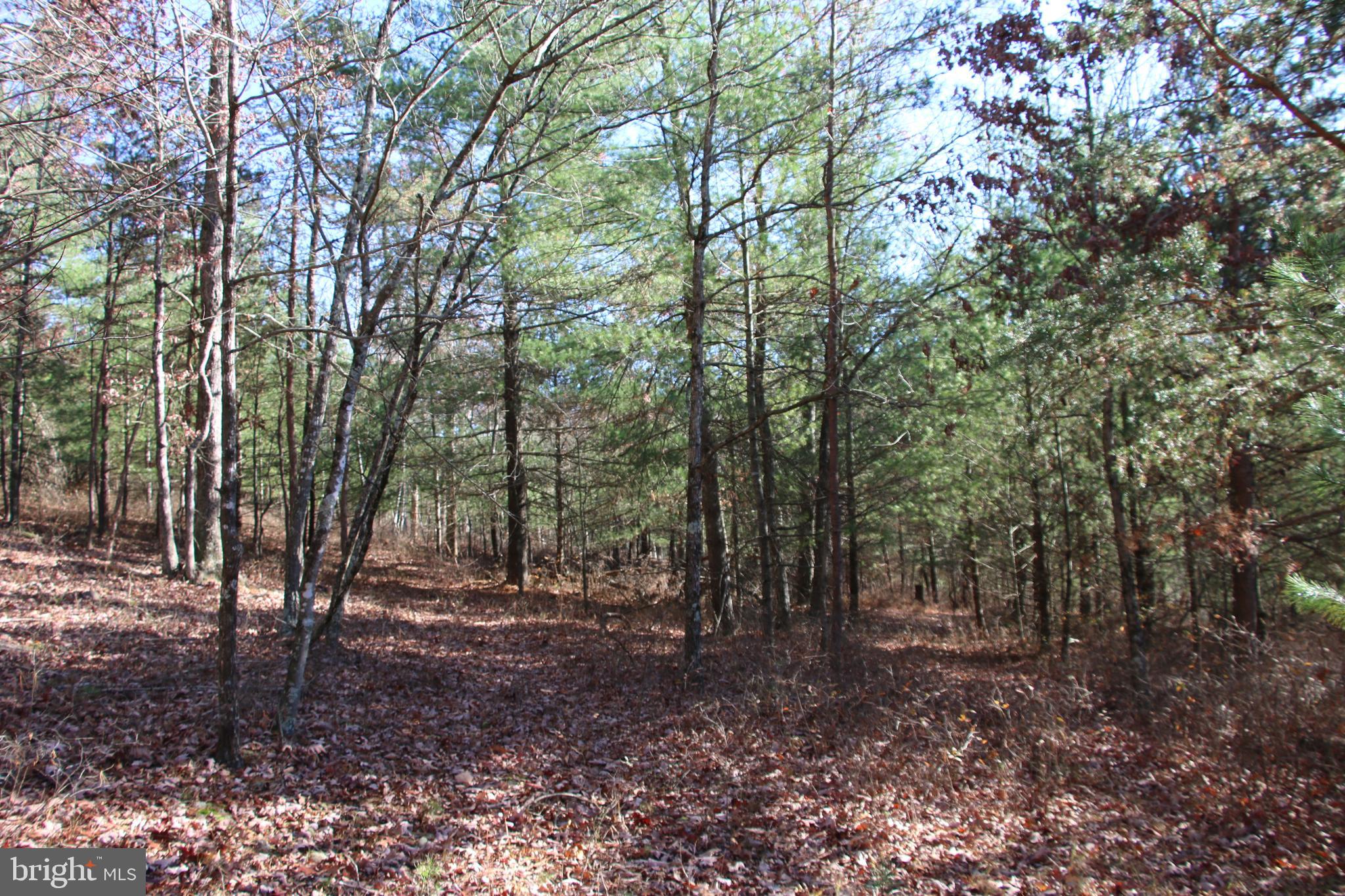 Rolly Rd Mount Mount Jackson, VA 22842 - Photo 19 of 24 Gallery Image 19