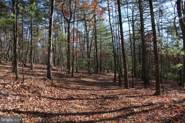 a view of a backyard with trees
