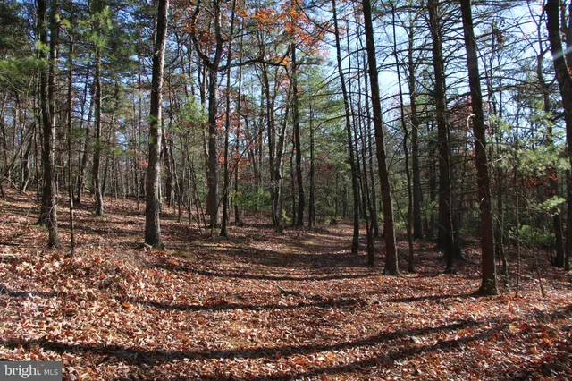 a view of a backyard with trees
