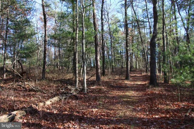 a view of a forest with trees in the background