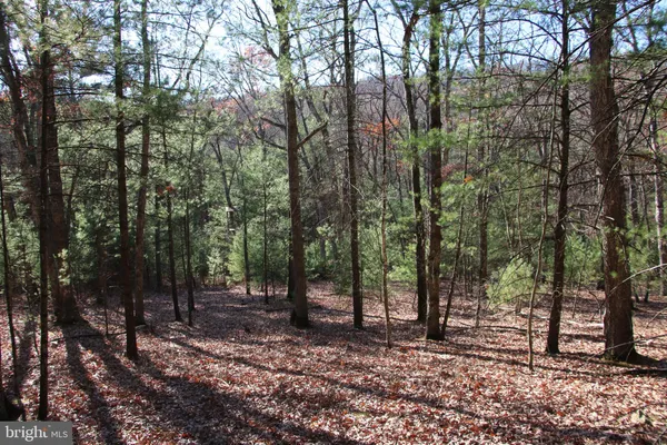 a view of a forest with trees