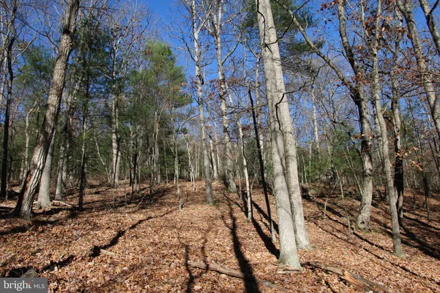 a view of backyard and trees