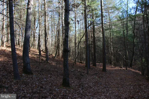 a view of outdoor space with lots of trees