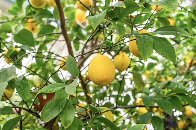 $439,900 | 342 Mission Serra Terrace, Chico, CA 95926